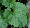 Honeydew Leaf (Tam Dew variety)