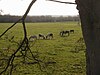 Horses on Port Meadow (2226797161).jpg