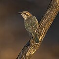 Horsfield's Bronze Cuckoo, Mt Grenfell, New South Wales, Australia