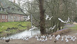 Near the North Sea: seagulls mingle with the ducks in the moat between the palace gardens and the palace Husum Schloss(park).JPG