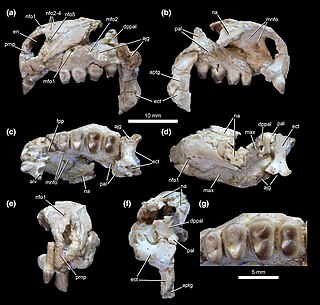 <i>Hwiccewyrm</i> Fossil genus of parareptile