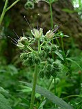 Miniatura para Hydrophyllaceae