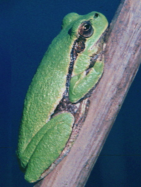 File:Hyla sarda (03).jpg