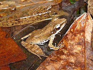 <i>Papurana celebensis</i> Species of amphibian