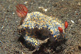 Hypselodoris infucata 1.jpg