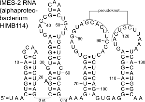 Predicted IMES-2 RNA secondary structure in alphaproteobacterium HIMB114. Nucleotides are numbered starting at the 5' end. Lines labeled "0 nt" do not contain any nucleotides. IMES-2-oneseq.svg