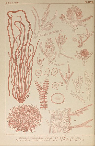 File:Icones of Japanese algae (9935752574).jpg