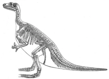 Iguanodon.png