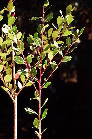 <i>Ilex coriacea</i> Species of holly