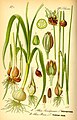 Allium scorodoprasum plate 123 A in: Otto Wilhelm Thomé: Flora von Deutschland, Österreich u.d. Schweiz, Gera (1885)