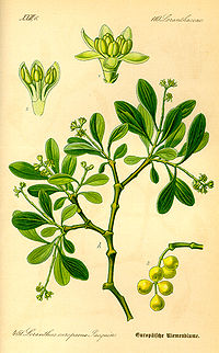 Illustration_Loranthus_europaeus0.jpg