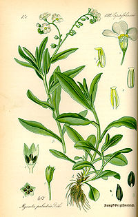 Illustration_Myosotis_scorpioides0.jpg