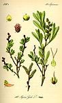 Illustration Myrica gale0.jpg