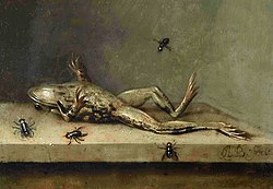 Dead Frog with Flies (1630) by Ambrosius Bosschaert II Image of the painting Dead Frog with Flies.jpg