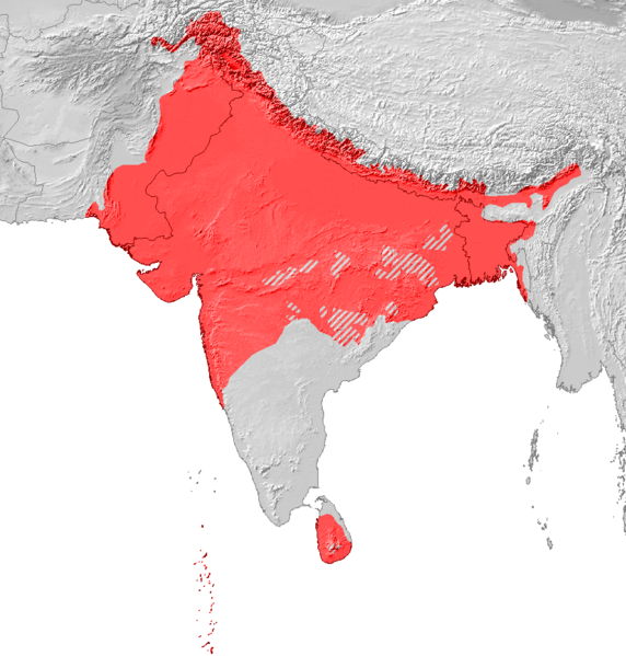 File:Indoarische Sprachen Verbreitung.png
