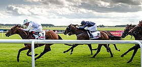 Irish Derby day, 2014, at the Curragh racecourse Irish Derby Day 2014 - The Curragh.jpg