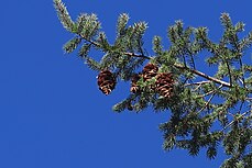 cone and foliage