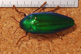 <i>Sternocera ruficornis</i> Species of beetle