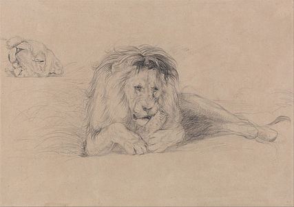 Study of a Lion and Study of a Lioness' Head label QS:Len,"Study of a Lion and Study of a Lioness' Head" c.1820