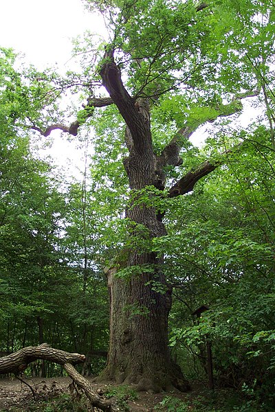 File:Karlštejn, památný strom.JPG