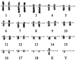 Sibirya kaplanı.png Karyotype