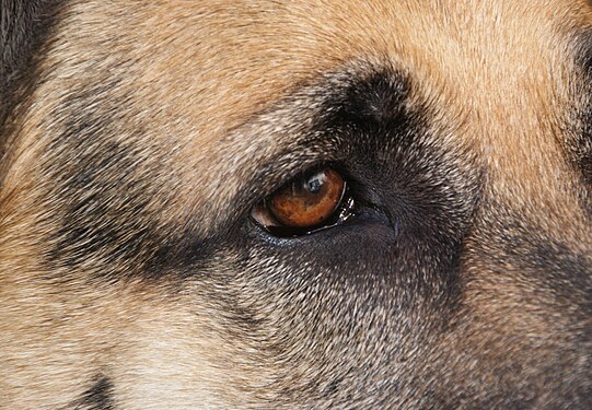 Nothing like the eye of a German sheperd