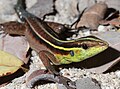 January 20: The lizard Kentropyx calcarata.