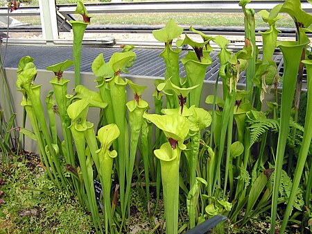 Tập_tin:Kew.gardens.pitcher.plant.sarracenia.arp.jpg