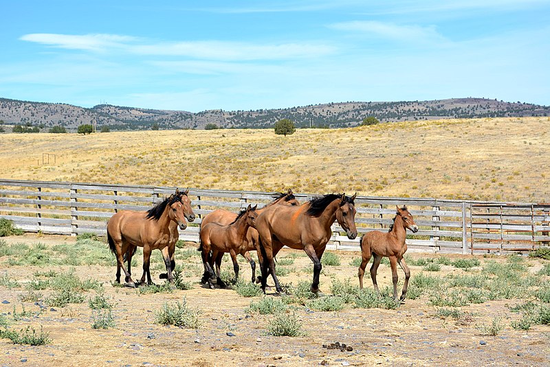 File:Kiger gather horses at the corrals (20468500834).jpg