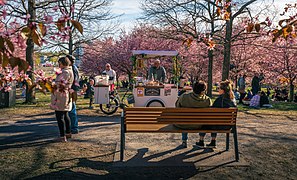 Kirsikkapuisto during cherry blossom in Roihuvuori, Helsinki, 2022 May - 5.jpg