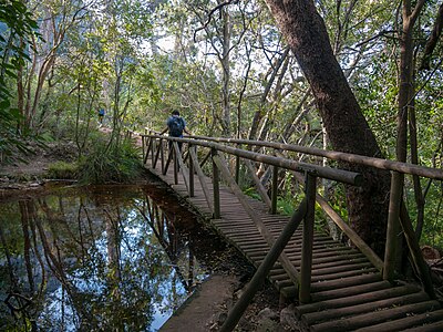 Brücke in Kirstenbosch