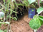 Kiwi burrow