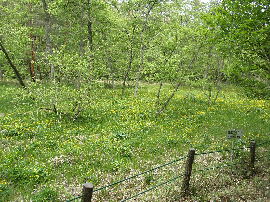 哲西町