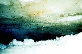 Le krill antarctique se nourrit d'algue et de phytoplancton.