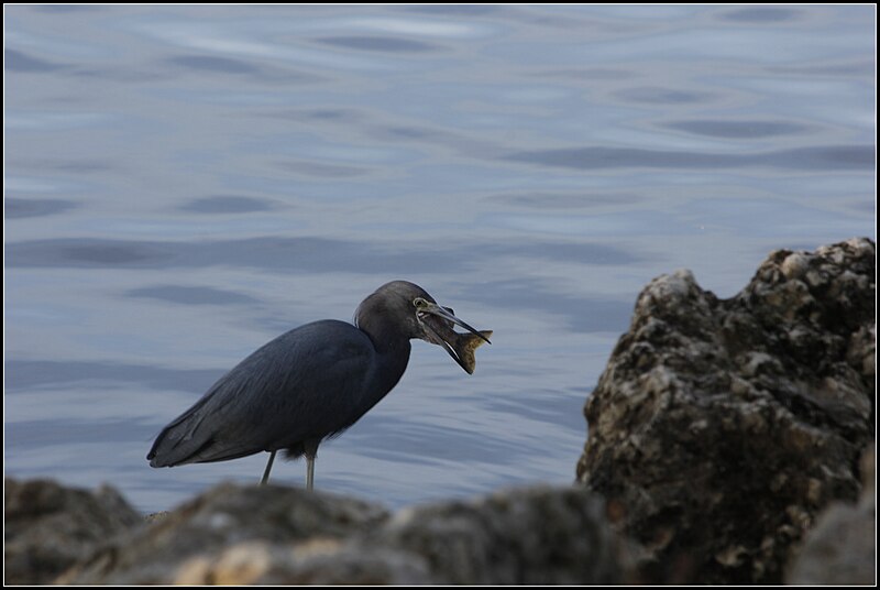 File:LITTLE BLUE HERON (8562980603).jpg