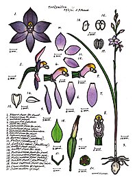 plate 077 Unidentified Thelymitra