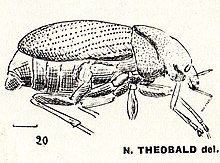Lachnopus robustus N. Théobald 1935.