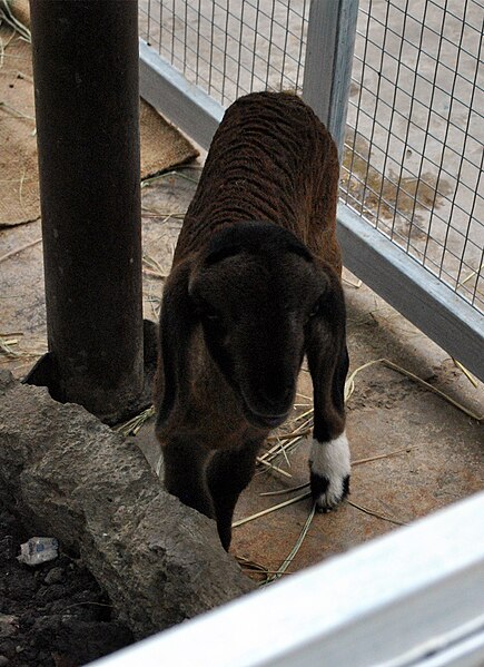 File:Lamb in Pata Zoo 3.jpg