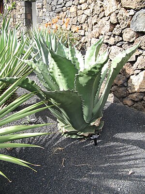 Agave gigantesis