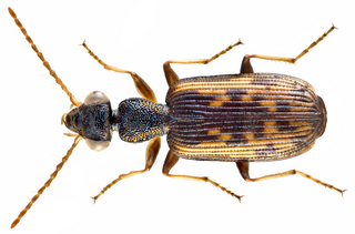 <i>Lasiocera</i> Genus of beetles