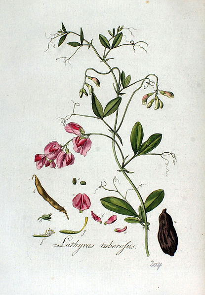 File:Lathyrus tuberosus — Flora Batava — Volume v3.jpg