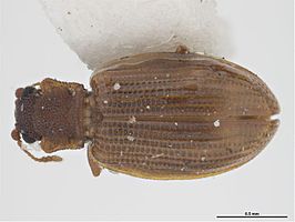 Latridius minutus