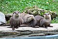 * Nomination Smooth-coated otters in Le PAL. --Chabe01 21:32, 8 March 2017 (UTC) * Decline  Oppose Not very sharp and a lot of CAs --Llez 12:03, 9 March 2017 (UTC)