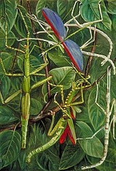 Painting of Stick Insects by Marianne North, 1870s Leaf Insects and Stick Insects Marianne North.jpg