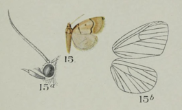 Leechia sinuosalis