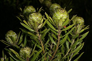 <i>Leucadendron spissifolium <span style="font-style:normal;">subsp.</span> oribinum</i> subspecies of plant