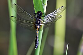 libelulă cu fața albă (Leucorrhinia caudalis)