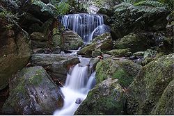 Een kleine waterval bij het dorp Leura. Rond deze waterval groeien regenwoudplanten als Atherosperma en Elaeocarpus holopetalus, die beiden gezien worden als relicten uit de tijd van Gondwana.