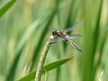 Vierfleck Libellula quadrimaculata ♂