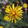 Crepis tectorum üçün miniatür